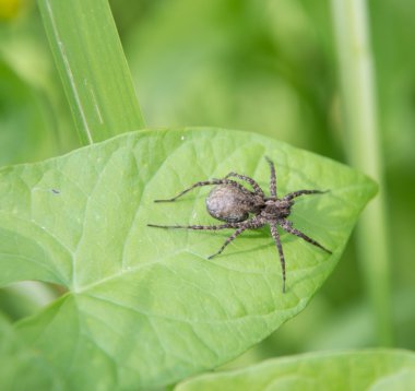 Yeşil yapraklı örümcek 