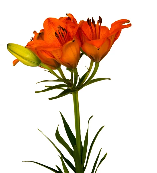 Orange lily flowers, Lilium, — Stock Photo, Image