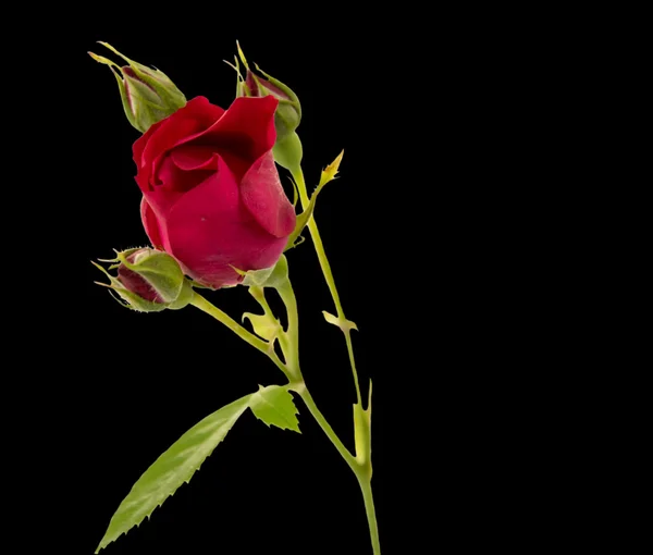 Λουλούδι τριαντάφυλλο σε ένα μαύρο — Φωτογραφία Αρχείου