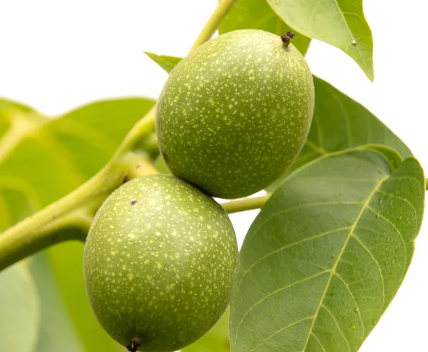 Зелені горіхові плоди, що дозрівають — стокове фото