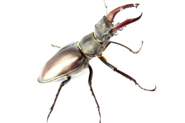 beyaz arkaplan üzerinde izole edilmiş bekâr böcek.