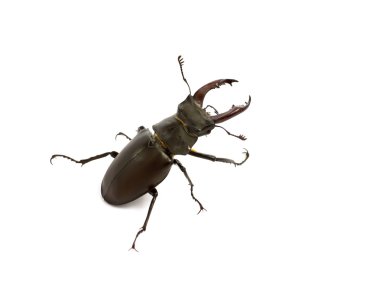 beyaz arkaplan üzerinde izole edilmiş bekâr böcek.