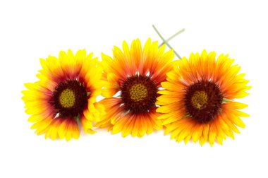 İzole Gazania sarı çiçek