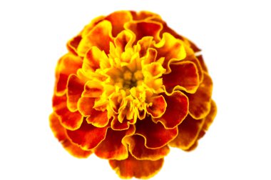 Turuncu Çiçek kadife çiçeği izole 