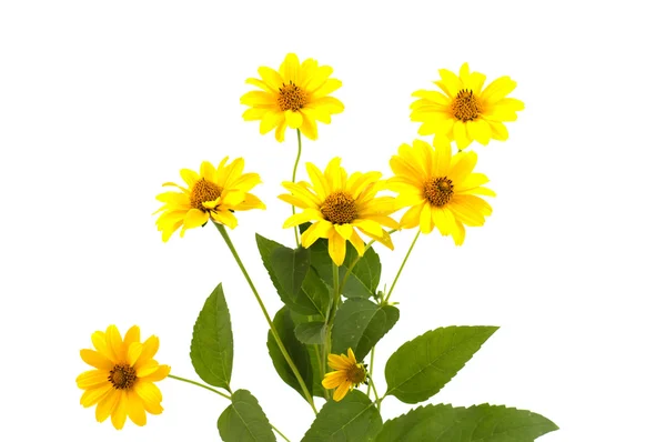 Margarita flor amarilla aislada — Foto de Stock