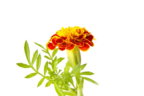 Stock image flower orange marigold isolated 