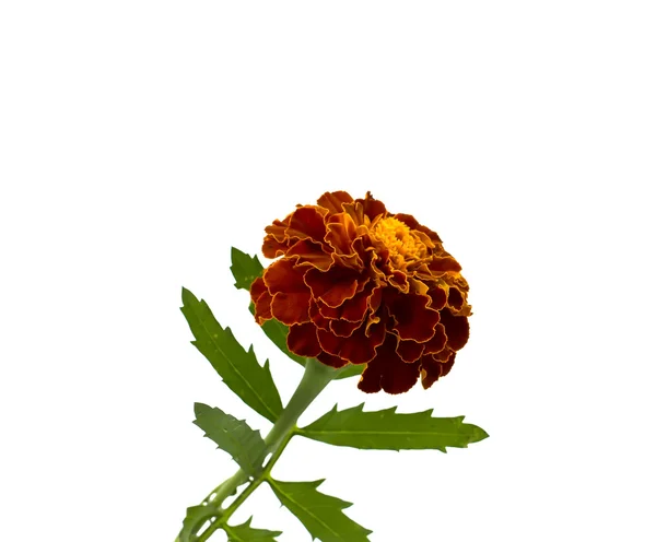 Цветок оранжевый Мэриголд — стоковое фото