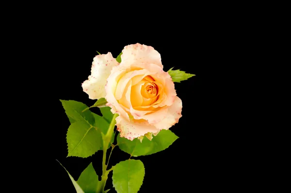 Kwiat Róża na czarnym — Zdjęcie stockowe