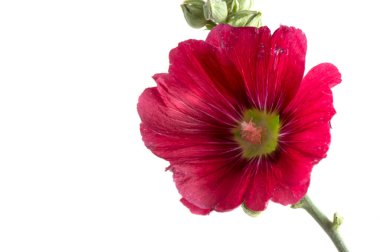 .kırmızı çiçekler. Beyaz arkaplanda izole