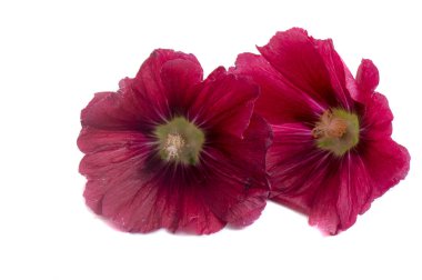 kırmızı çiçekler. Beyaz arka planda izole edilmiş. Beyaz arkaplanda izole,