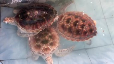 Kiremit kaplı bir kaplamayla deniz kaplumbağaları, kısmen berrak suya batmış.