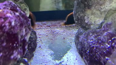 Akvaryumdaki güzel deniz balığı ve mercan resiflerinin manzarası.
