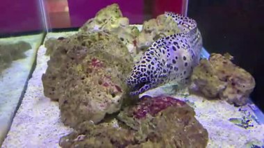 Benekli Müren Yılanbalığı (