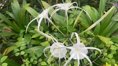 Resimdeki çiçek bir sahil örümceği ya da bilimsel adı Hymenocallis littoralis 'dir..