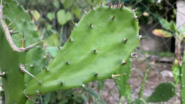 Görüntü dikenli bir armut kaktüsünü gösteriyor, muhtemelen Opuntia cinsinin bir türü. Cladodes veya nopales olarak bilinen düzleştirilmiş kök segmentleriyle tanınıyor.