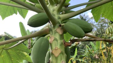 Resimde bir papaya ağacı (Carica papaya) gösteriliyor. İçinde yeşil, olgunlaşmamış meyveler var.