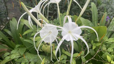 Resimdeki çiçek bir sahil örümceği ya da bilimsel adı Hymenocallis littoralis 'dir..