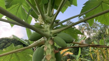 Resimde bir papaya ağacı (Carica papaya) gösteriliyor. İçinde yeşil, olgunlaşmamış meyveler var.