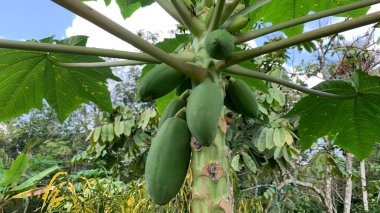 Resimde bir papaya ağacı (Carica papaya) gösteriliyor. İçinde yeşil, olgunlaşmamış meyveler var.