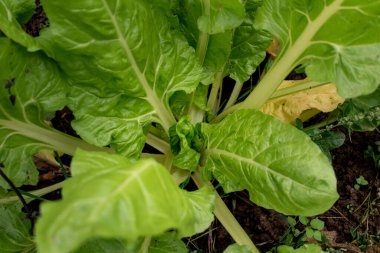 Kozmos ve diğer bitkiler tarafından korunan ekolojik bir bahçede sıkış.