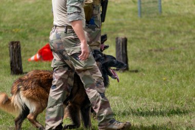 Askeri köpek ve askeri köpek eğitmeni, köpek takımı.