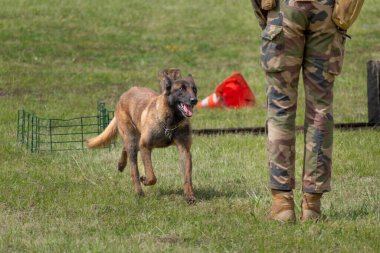Askeri köpek ve askeri köpek eğitmeni, köpek takımı.