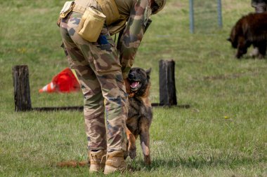 Askeri köpek ve askeri köpek eğitmeni, köpek takımı.