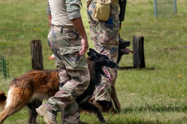 Askeri köpek ve askeri köpek eğitmeni, köpek takımı.