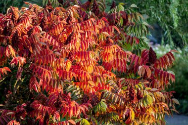 Staghorn sumac tree in autumn, Rhus typhina