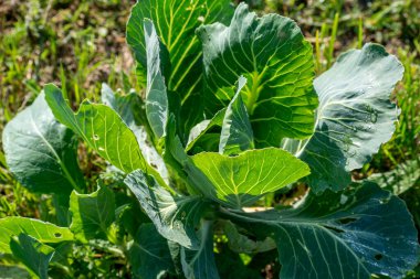 Cabbage sown in the garden in spring which grows in autumn, food rich in minerals and vitamins good for the immune system