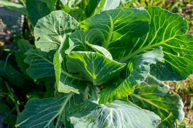 Cabbage sown in the garden in spring which grows in autumn, food rich in minerals and vitamins good for the immune system