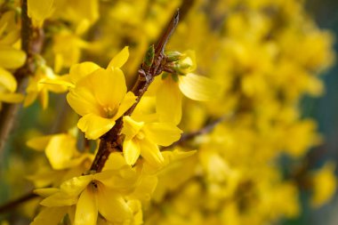 Forsythia, baharda oleaceae familyasından sarı çiçekli bir çalılık.