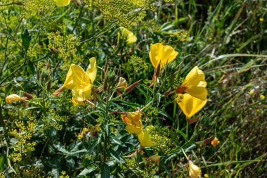Bienal akşam çuha çiçeği, güzel yenilebilir yabani bitki, jambon aromalı kök, oenothera biennis