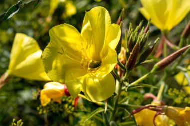 Bienal akşam çuha çiçeği, güzel yenilebilir yabani bitki, jambon aromalı kök, oenothera biennis