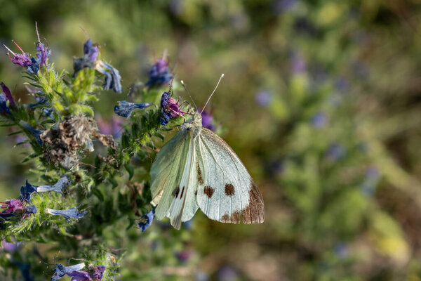 Cabbage white butterfly collecting pollen, pieris brassicae, lepidoptera