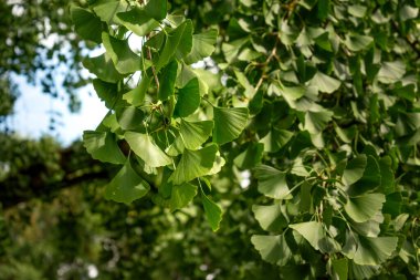 Yazın yeşil yapraklı Ginkgo biloba ağacı