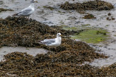 Zırh Sahili 'ndeki deniz manzarası, Fransa' daki Britanya manzarası