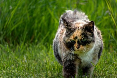 Bahçedeki mavi gözlü Calico kedisi