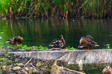 Ördekler bir su kütlesinin yanında.