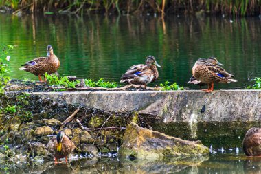 Ördekler bir su kütlesinin yanında.