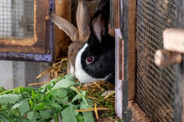 Tavşan deliğinde yavru tavşanlar, kuku.