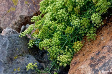 Çiçekli deniz rezene, yenilebilir drenaj, vitamin ve mineral zengini, Armor Sahili 'ndeki deniz bitkisi, Fransa' daki Brittany, Crithmum maritimum