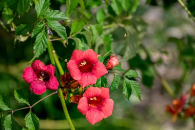 Kamp radyanları, Virginia sarmaşığı, ya da trompet sarmaşığı, çiçek açan bitki, tırmanan sarmaşık.