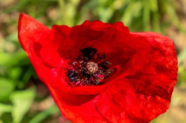 Haşhaş çiçeği, pek çok sembolü, hafızası, dayanışması, özgürlüğü, iradesi, dayanıklılığıyla