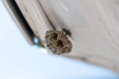 Dışarıdaki küçük boş eşek arısı yuvası