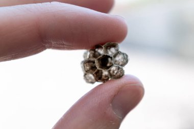 Dışarıdaki küçük boş eşek arısı yuvası