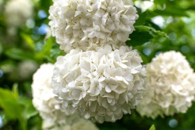 Viburnum opulus roseum, kartopu viburnum beyaz top şeklindeki çiçeklerin ağırlığı altında bükülmüş büyük bir yaprak döken çalıdır.