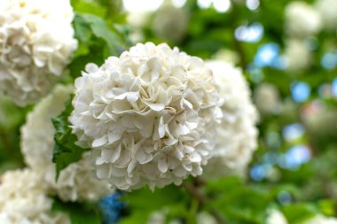 Viburnum opulus roseum, kartopu viburnum beyaz top şeklindeki çiçeklerin ağırlığı altında bükülmüş büyük bir yaprak döken çalıdır.