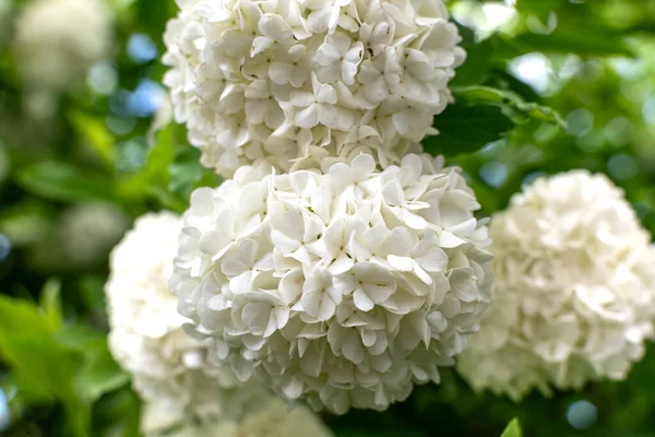 Viburnum opulus roseum, kartopu viburnum beyaz top şeklindeki çiçeklerin ağırlığı altında bükülmüş büyük bir yaprak döken çalıdır.
