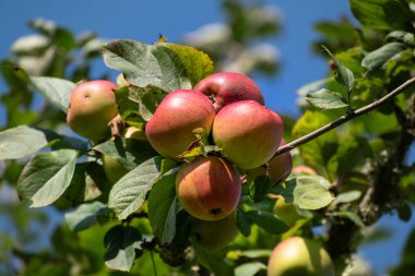 Bahçedeki elma ağacı, vitaminli ve besinli meyve, sağlıklı yiyecek.